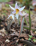 Erythronium albidum