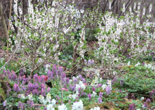 Frühling 2016
