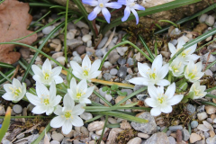 Ornithogalum spec.