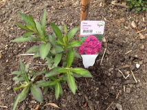 Paniculata "The King" /