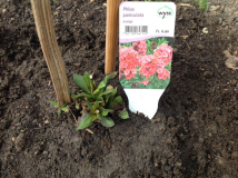 Paniculata "Orange"