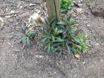 Phlox unbekannt 1 /