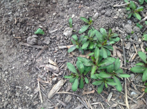 Phlox unbekannt 2 /
