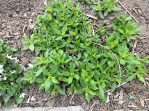 Phlox unbekannt 3 /