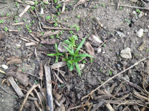 Phlox unbekannt 4