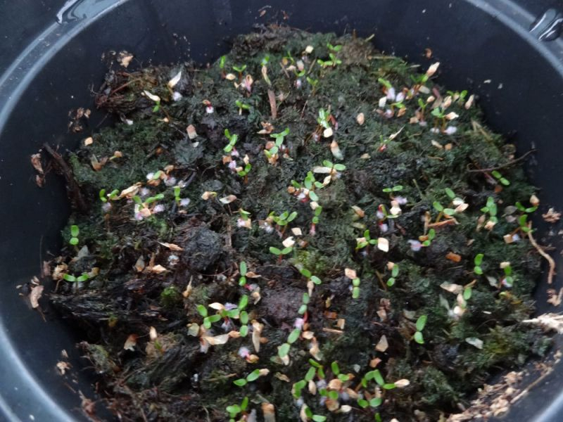 Cercidiphyllum japonicum Germination April 2016