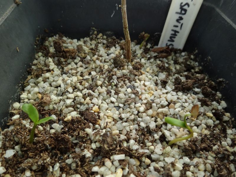 Disanthus cercidifolius Germination April 2016