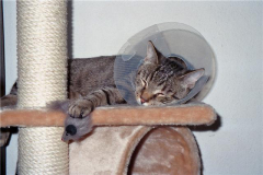 Trichterkater