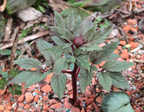 Paeonia cambessedesii