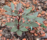 Paeonia cambessedesii