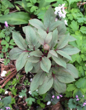 Paeonia Hybrid (cambessedesii x ? evtl. daurica)