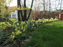 Primula veris