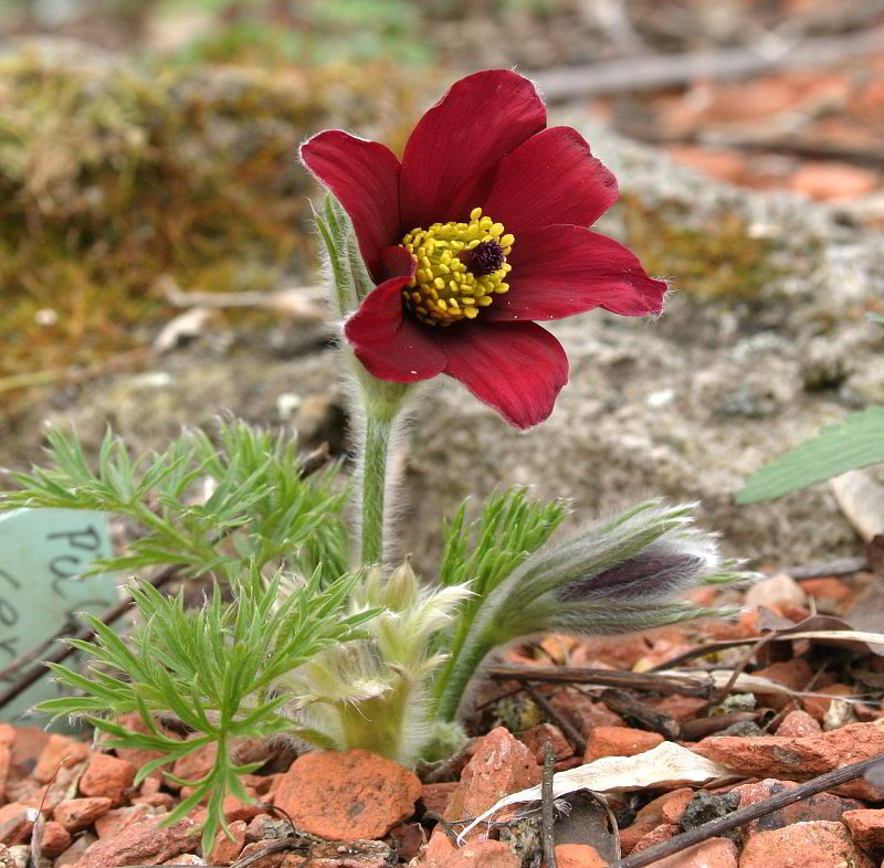 Pulsatilla Hybrid