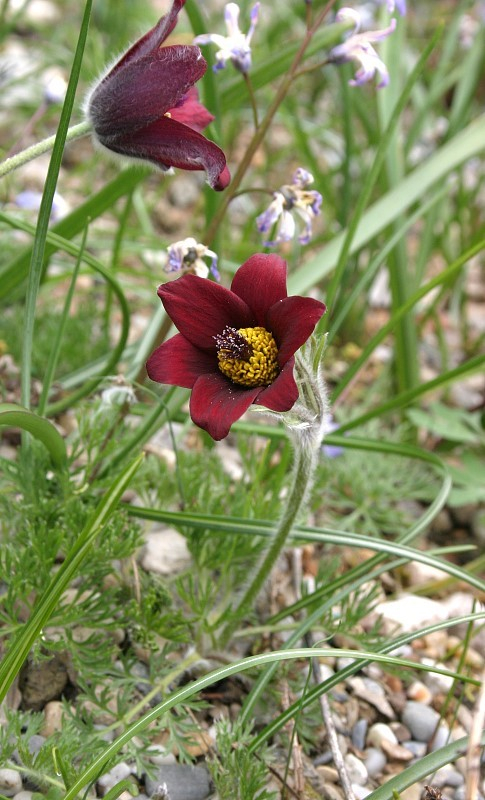Pulsatilla rubra var. rubra