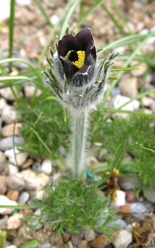 Pulsatilla rubra var. rubra