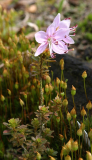 Rhodothamnus chamaecistus