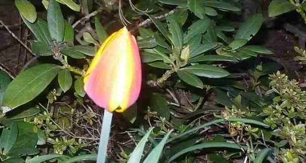 Tulipa die Erste 2016