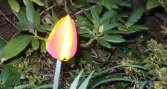Tulipa die Erste 2016