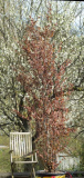 Cercidiphyllum Habitus