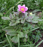 Paeonia corsica