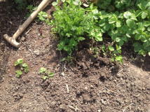 Erdbeeren kommen rausHat noch Ruebli drin :-)