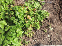 Das gäbe ein Beet voll