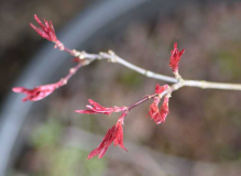 Acer palmatum Beni fushigi