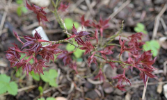 Acer palmatum Beni hoshi