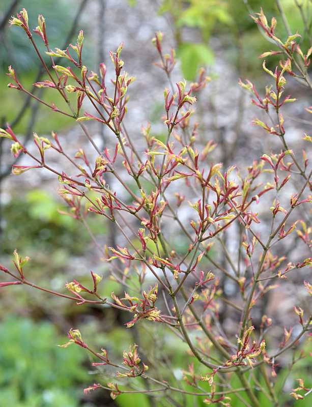 Acer palmatum Butterfly