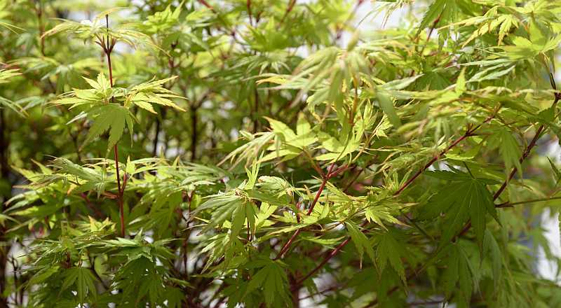 Acer palmatum Eddisbury