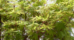 Acer palmatum Eddisbury