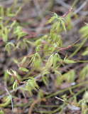 Acer palmatum Filigree