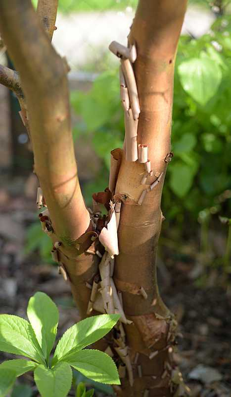 Acer griseum Rinde