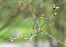 Acer griseum