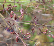 Acer palmatum Inaba shidare