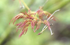 Acer palmatum Kamagata Ufo