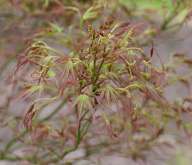 Acer palmatum Kamagata