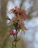 Acer palmatum Koto hime Triebspitze