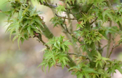 Acer palmatum Koto hime