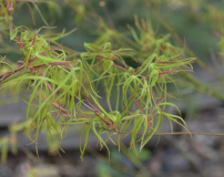 Acer palmatum Koto no ito
