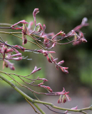 Acer palmatum Masu kagami