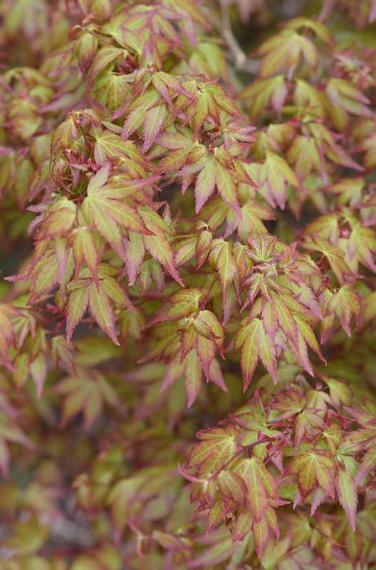 Acer palmatum Murasaki kiyohime