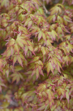 Acer palmatum Murasaki kiyohime
