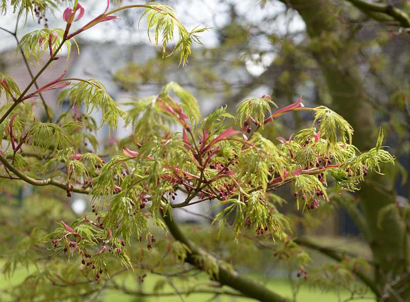 Acer palmatum Seiryu