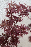 Acer palmatum Shaina