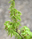 Acer palmatum Sharps Pygmy