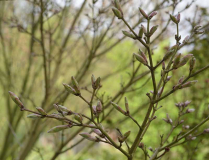 Acer shirasawanum Aureum