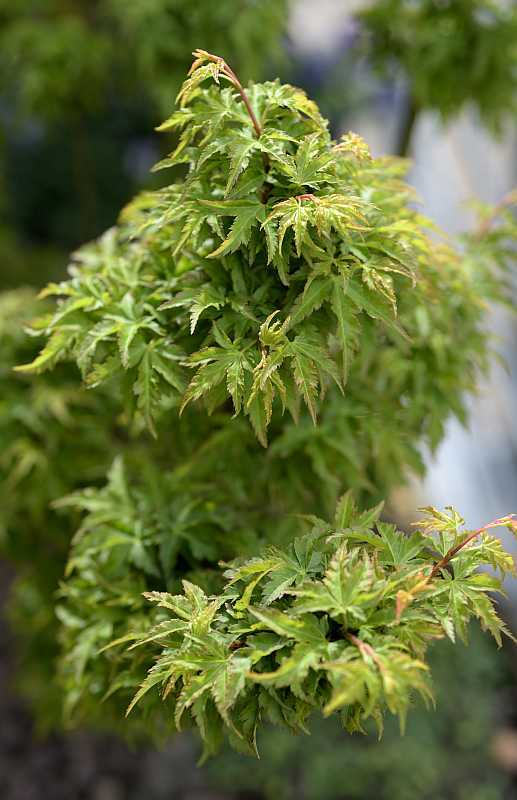 Acer palmatum Shishi gashira