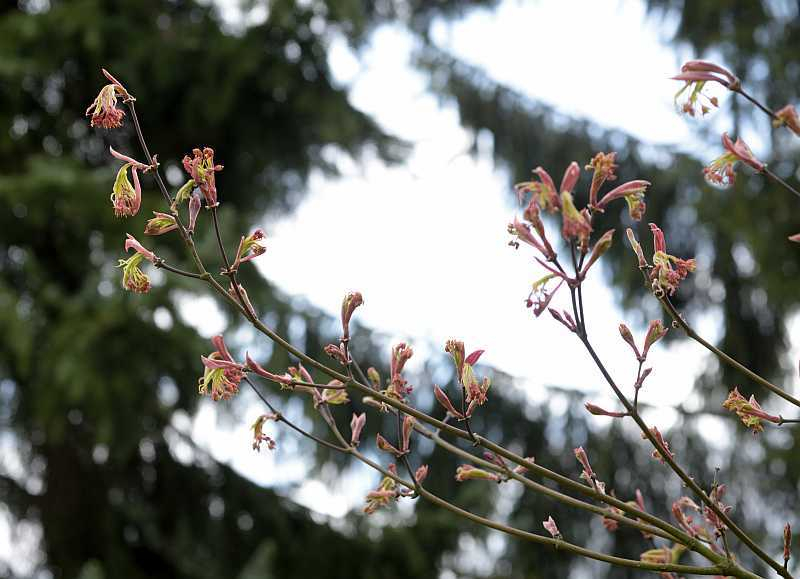 Acer palmatum Villa Taranto