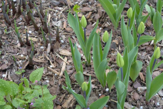 Tulipa Jan van Nes
